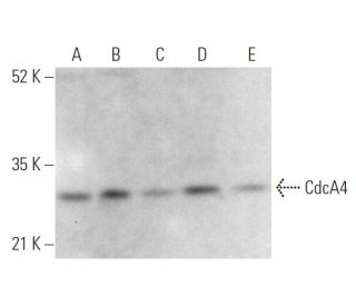 CdcA4 Antibody (1) - Western Blotting - Image 372490 