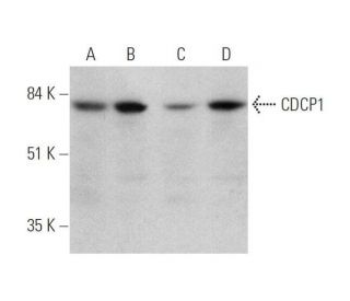 CDCP1 Antibody (D-1) - Western Blotting - Image 350827