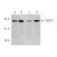 CDCP1 Antibody (D-1) - Western Blotting - Image 350827
