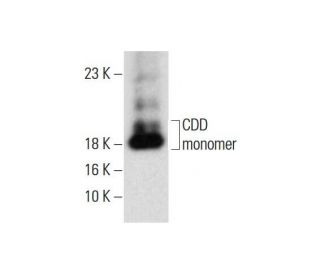 CDD Antibody (D-5) - Western Blotting - Image 144963 