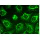 CdGAP Antibody (G-8) - Immunofluorescence - Image 299651 