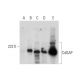 CdGAP Antibody (G-8) - Western Blotting - Image 298637