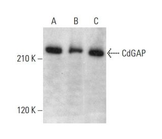 CdGAP Antibody (G-8) - Western Blotting - Image 375557 