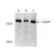 CdGAP Antibody (G-8) - Western Blotting - Image 375557 