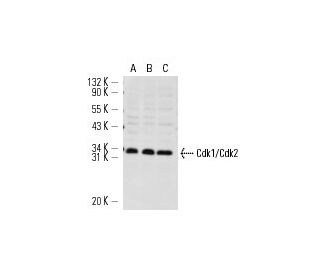 Cdk1/Cdk2 Antibody (AN21.2) - Western Blotting - Image 14647 