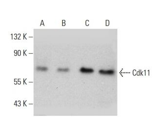 Cdk11 Antibody (8B6) - Western Blotting - Image 384243Each CRISPR/Cas9 Knockout (KO) Plasmid product consists of a pool of 3 plasmids designed to ensure identification and cleavage of a specific gene for maximum knockout efficiency. Each plasmid encodes a unique 20 nt sequence derived from the GeCKO (v2) library. 