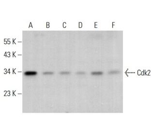 Cdk2 Antibody (0.N.198) - Western Blotting - Image 376375 