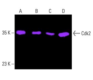 Cdk2 Antibody (AN4.3) - Western Blotting - Image 401971 
