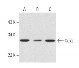 western blotting image from recommended Cdk2 (D-12) monoclonal antibody replacement. Image 473