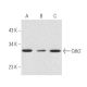 western blotting image from recommended Cdk2 (D-12) monoclonal antibody replacement. Image 473