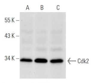 Cdk2 Antibody (AN4.3) - Western Blotting - Image 14641