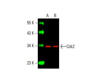 Cdk2 Antibody (D-12) - Western Blotting - Image 395854