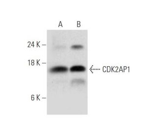 CDK2AP1 Antibody (A-9) - Western Blotting - Image 333745 