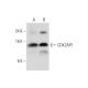 CDK2AP1 Antibody (A-9) - Western Blotting - Image 333745 