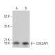 CDK2AP1 Antibody (A-9) - Western Blotting - Image 374660