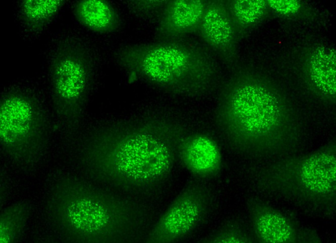 CDK2AP1 Antibody (H-4) | SCBT - Santa Cruz Biotechnology