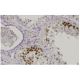immunohistochemistry image from recommended Cdk3 (4B6) monoclonal antibody replacement. Image 35902
