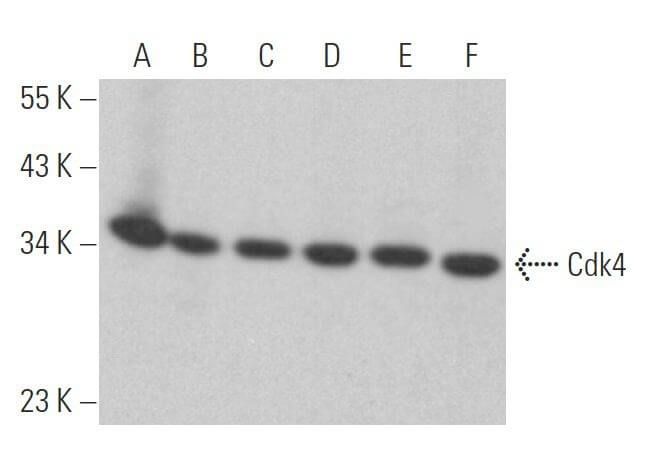 Cdk4 Antibody (B-10) | SCBT - Santa Cruz Biotechnology