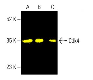 CNPリキッド #タグ　CBD CBN CBP THXE CRDP CRDH Amazon.com: Residue Detection THC/CBD Drug Test Kit - Rapid