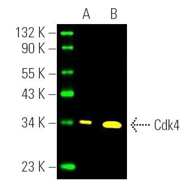 cdk4-antibody-dcs-35-western-