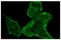 Cdk5 Antibody (DC 17) | SCBT - Santa Cruz Biotechnology