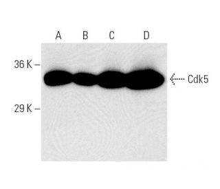Cdk5 Antibody (J-3) - Western Blotting - Image 7235 