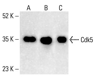Cdk5 Antibody (DC 17) - Western Blotting - Image 412315 
