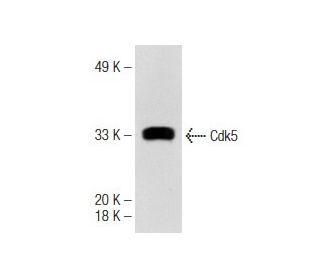 Cdk5 Antibody (J-3) - Western Blotting - Image 142042