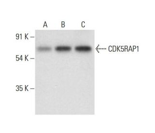 CDK5RAP1 Antibody (D-1) - Western Blotting - Image 308382 