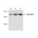 CDK5RAP1 Antibody (D-1) - Western Blotting - Image 308382 