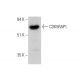 CDK5RAP1 Antibody (D-1) - Western Blotting - Image 346476 