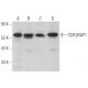 CDK5RAP1 Antibody (D-1) - Western Blotting - Image 367141