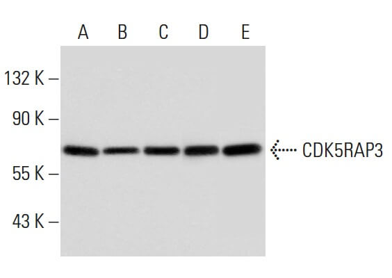 【限定セール！】 CDK5RAP3 Antibody Biotechnology Cruz Santa - SCBT | (E-7) パーツ