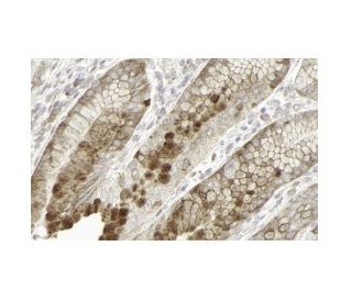 循さま CD6 Antibody (BSB-54) - Bio SB