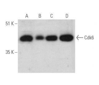western blotting image from recommended Cdk6 (B-10) monoclonal antibody replacement. Image 390092