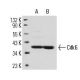 Cdk6 Antibody (DCS-90) - Western Blotting - Image 14318 