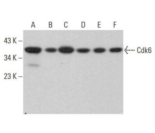 Cdk6 Antibody (DCS-90) - Western Blotting - Image 352058 