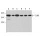 Cdk6 Antibody (DCS-90) - Western Blotting - Image 352058 