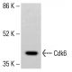 Cdk6 Antibody (DCS-90) - Western Blotting - Image 413168