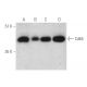 Este anticorpo policlonal foi descontinuado. Consulta o nosso anticorpo monoclonal <a href="cdk6-antibody-b-10">Cdk6 (B-10)</a> recomendado (dados de amostra apresentados). western blotting image from recommended Cdk6 (B-10) monoclonal antibody replacement. Image 390092