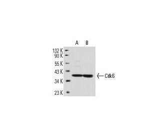 Cdk6 Antibody (DCS-90) - Western Blotting - Image 14318