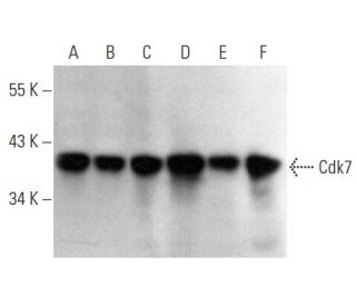 western blotting image from recommended Cdk7 (C-4) monoclonal antibody replacement. Image 354389