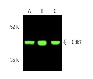 Cdk7 Antibody (C-4) | SCBT - Santa Cruz Biotechnology