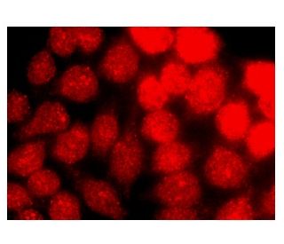 Cdk7 Antibody (D-5) - Immunofluorescence - Image 142099 
