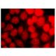 Cdk7 Antibody (D-5) - Immunofluorescence - Image 142099 