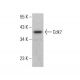 Cdk7 Antibody (D-5) - Western Blotting - Image 380661