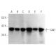 This polyclonal antibody has been discontinued. See our recommended <a href="cdk7-antibody-c-4">Cdk7 (C-4)</a> monoclonal antibody (sample data shown). western blotting image from recommended Cdk7 (C-4) monoclonal antibody replacement. Image 354389