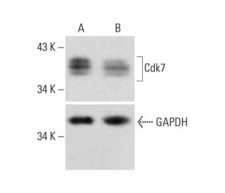 Cdk7 CRISPR/Cas9 KO Plasmid (h): sc-400665. Western blot analysis of... 