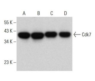 Cdk7 Antibody (MO-1) - Western Blotting - Image 380307