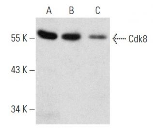 western blotting image from recommended Cdk8 (D-9) monoclonal antibody replacement. Image 354300